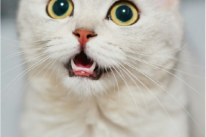 Cat gazing with mouth open, showing pearly white teeth