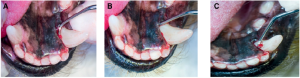 Hand Scaling Root Surfaces in Pet Dental Procedure