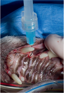 Injecting Perioceuticals during Pet Dental Procedure Under Anesthesia