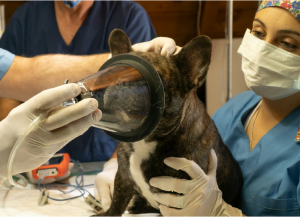 Dog Going Under Anesthesia