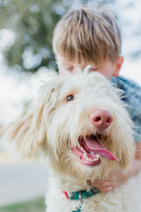 Happy White Labradoodle and His Family Playing. Labradoodle has pearly white teeth.