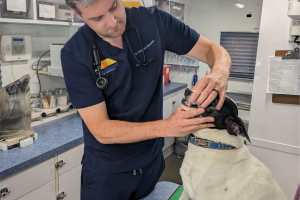 Dr Doug examines a dog's teeth
