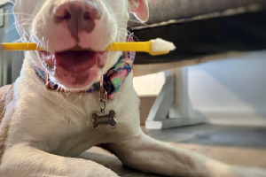 Happy pitbull holding a toothbrush
