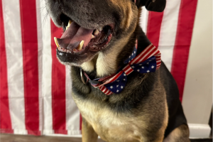 German Shepherd in patriotic sunglasses in front of USA flag
