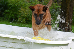 Dog splashing at ball bobbing ontop water in dog pool