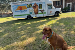 Brown dog sitting in front of WoofDoctor on Wheels truck