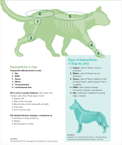 Most common locations of osteoarthritis in cats and dogs