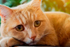 Orange cat lying down looking forlorn