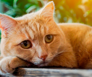 Orange cat lying down looking forlorn