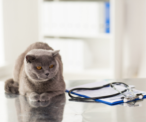Gray cat sitting on a vet table