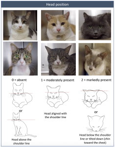 Feline Grimace Scale showing Cat Head position, no pain, mild pain, severe pain.