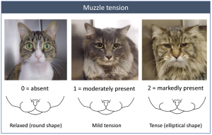Feline Grimace Scale showing Cat Muzzle position, no pain, mild pain, severe pain.