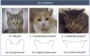 Feline Grimace Scale showing Cat Ear position, no pain, mild pain, severe pain.