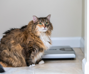 Overweight cat next to a scale