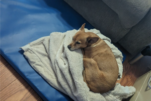 Small Dog laying on PEMF bed