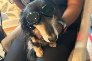 Long haired doxie wearing goggles, sitting in lap of veterinarian technician & about to receive laser therapy