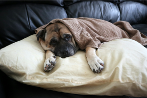 Dog laying on a coach, draped over a pillow, with a blanket on top for warmth