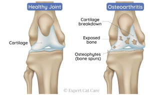 Image showing healthy cat joint vs OA cat joint