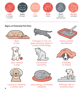 How to be your pet's pain advocate: look, learn, take, write, share, monitor