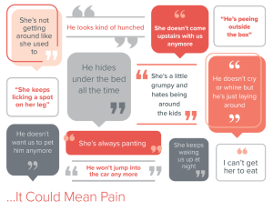 Things Clients Say Which Could Indicate Your Pet is in Pain