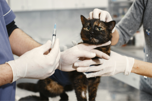 Cat getting a vaccine