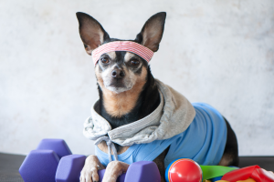 Small dog wearing gym clothes, laying on top of dumbbells