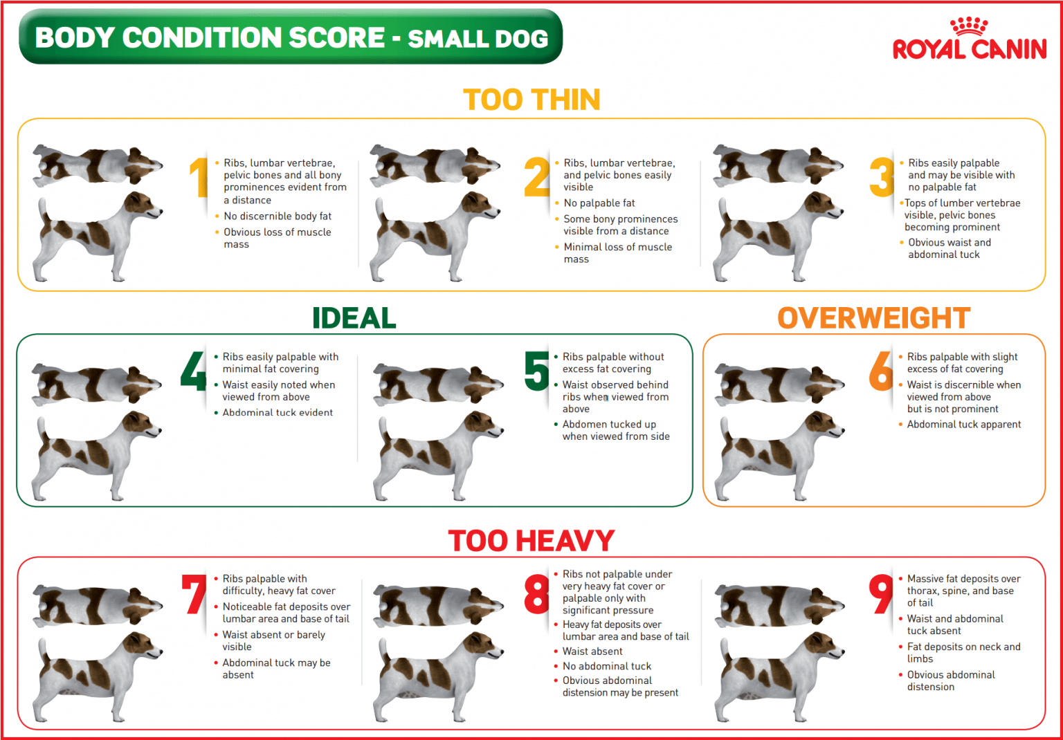 Chart showing Small Dog BCS: 1-3 Thin; 4-5 Ideal; 6 Overweight; 7-9 Too Heavy