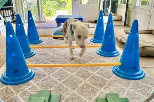 Shimmy is walking over these hurdles. We put a rug underneath them for added stability. We also prop up a hula hoop, for an added "rung"