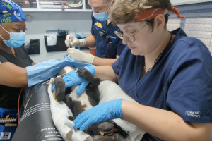 Veterinarian and team performing dog surgery (PRP Therapy)