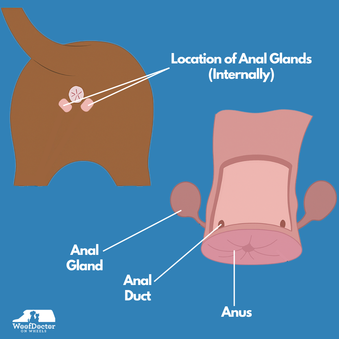 How To Express A Dogs Anal Glands With A Veterinarian