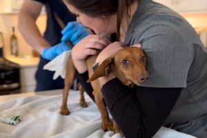 Dr Doug of WoofDoctor on Wheels & his vet assistant expressing anal glands during vet home visit