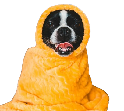 Dog in blanket