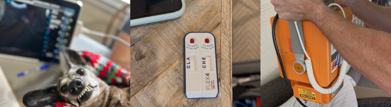 Three Diagnostics Offered by WoofDoctor on Wheels: Ultrasound, Bloodwork, Xray