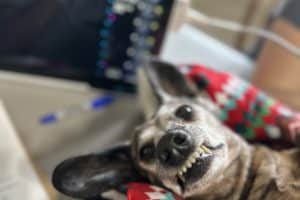 Dog receiving an ultrasound